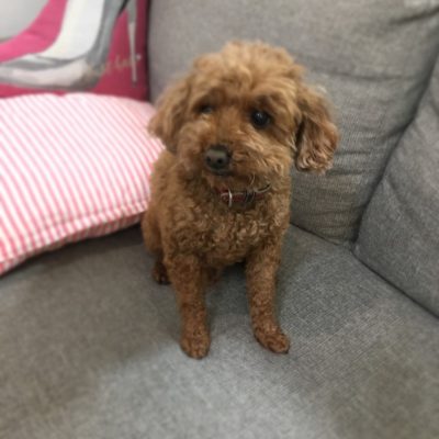 トイプードルとクッション