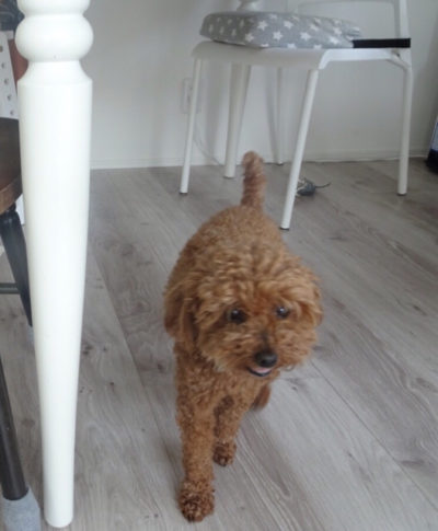 可愛い犬