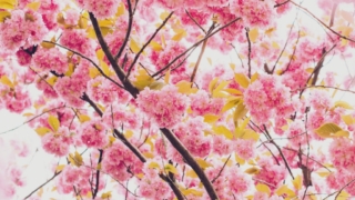 桜の画像