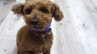 ワンコの予防接種