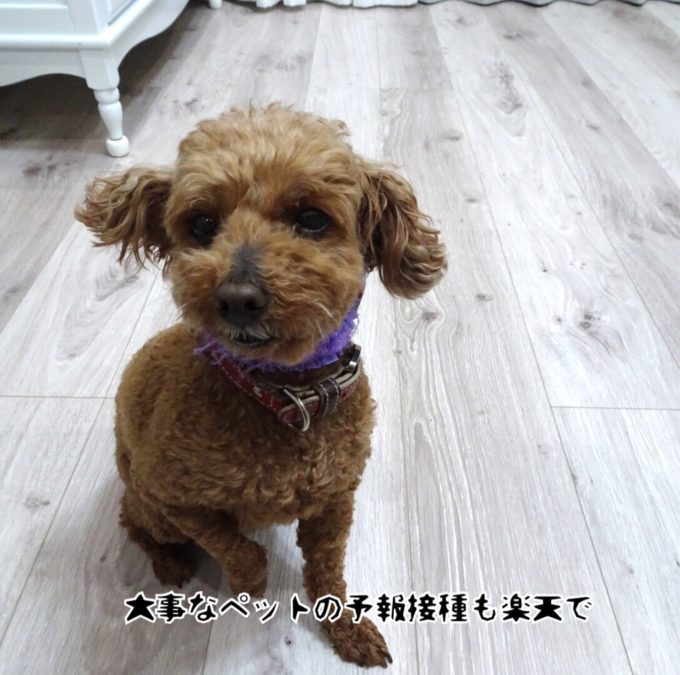 ワンコの予防接種