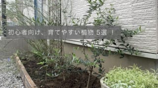 初心者におすすめする植物