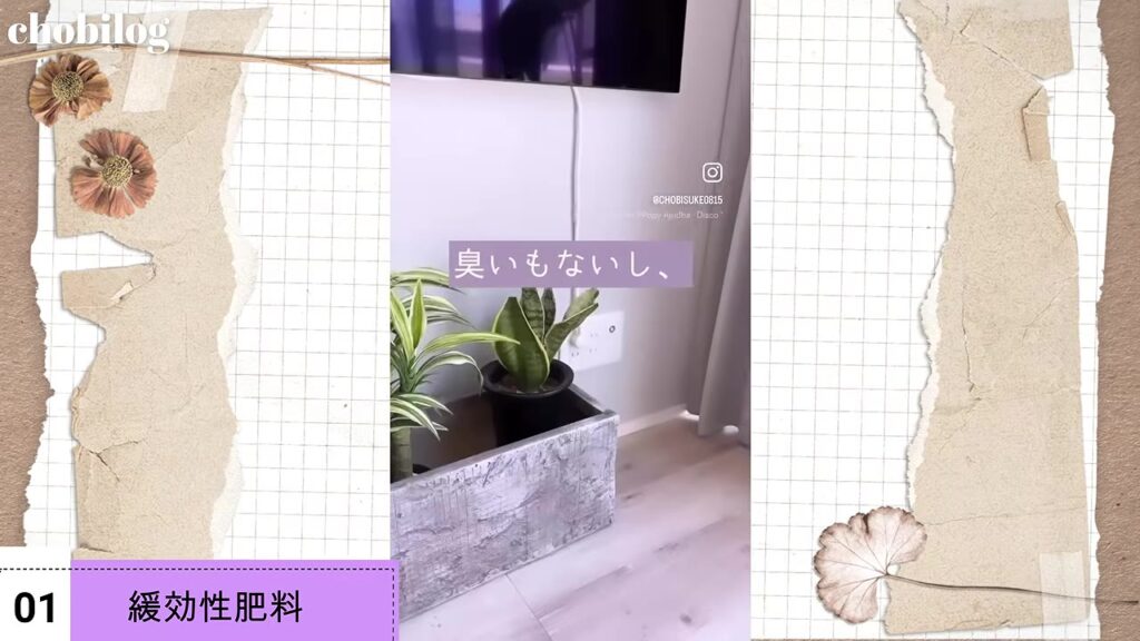 ガーデニング初心者におすすめの緩効性肥料は室内の観葉植物にも