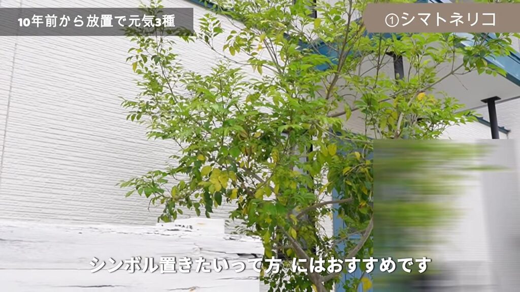 玄関のシンボルツリーとして10年前に植えたシマトネリコ