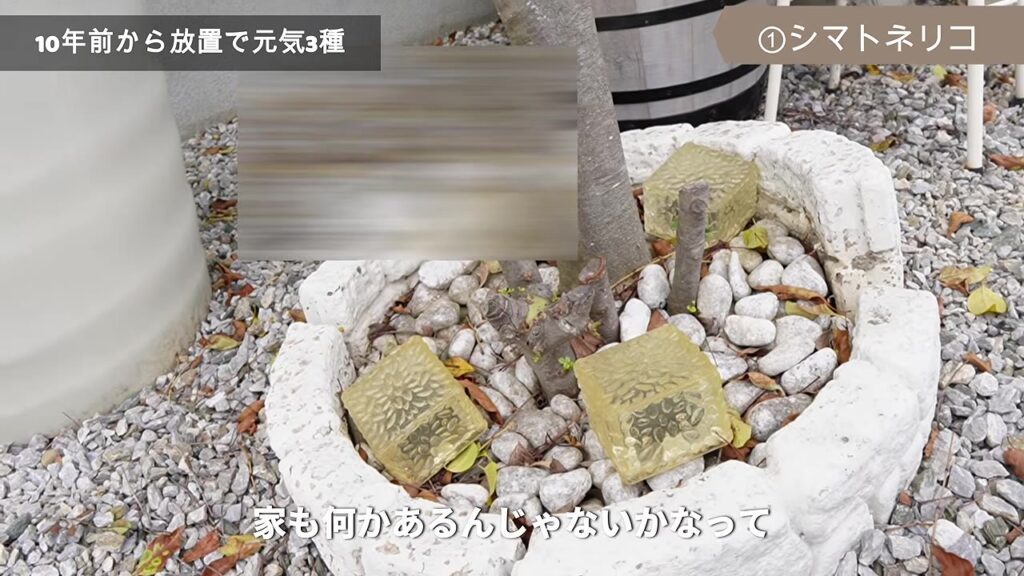 シマトネリコの根っこで盛り上がってきた花壇