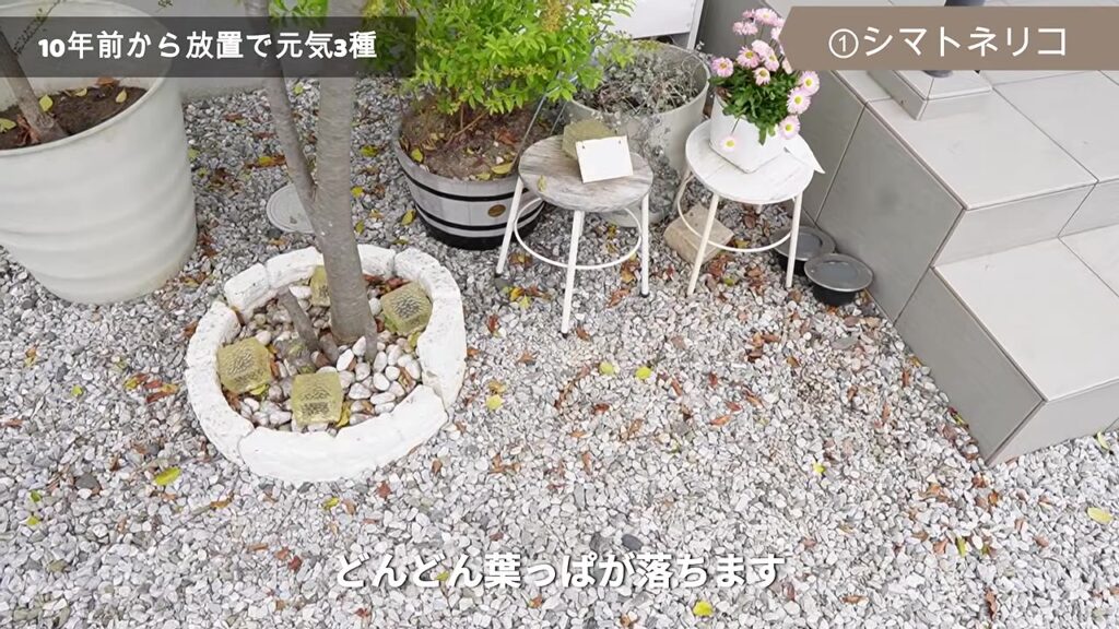 シマトネリコの落ち葉が玄関前の砂利に散らばる様子