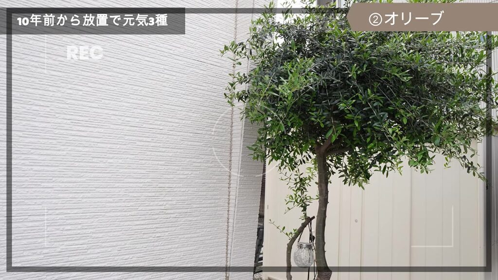 10年前に植えたオリーブの木