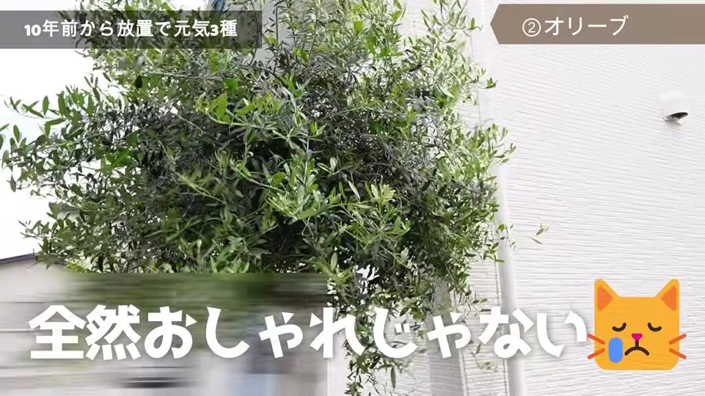 ほったらかしでボサボサになったオリーブ