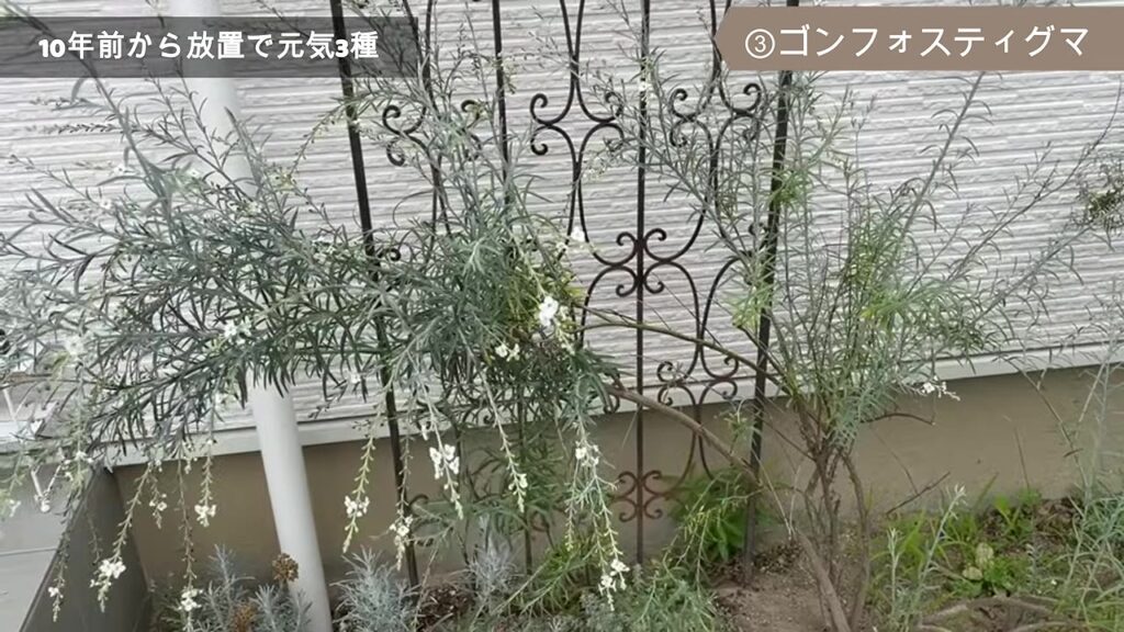 白い小さな花が咲くシルバーリーフのゴンフォスティグマ