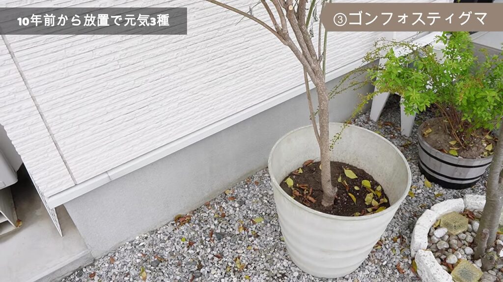 地植えから鉢植えに移動させたゴンフォスティグマ