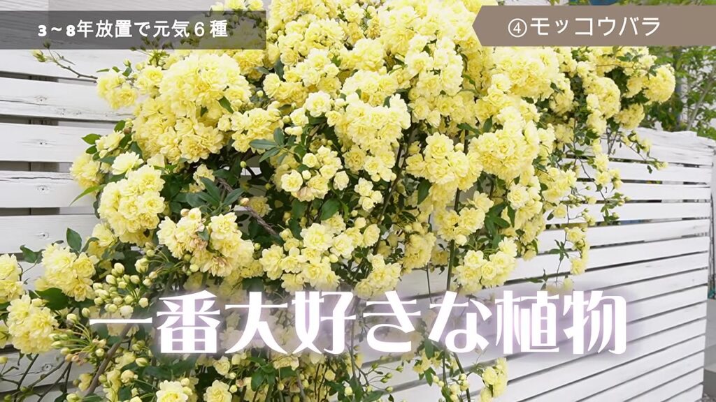 白いフェンスいっぱいに咲く黄色いモッコウバラ