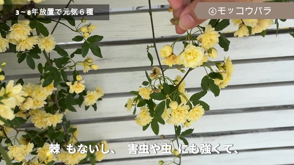 トゲがなく害虫にも強いモッコウバラの花