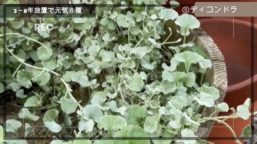 シルバーリーフのグラウンドカバー ディコンドラ