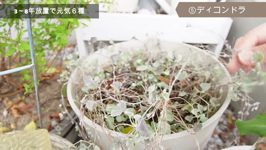 鉢植えで育てているディコンドラ