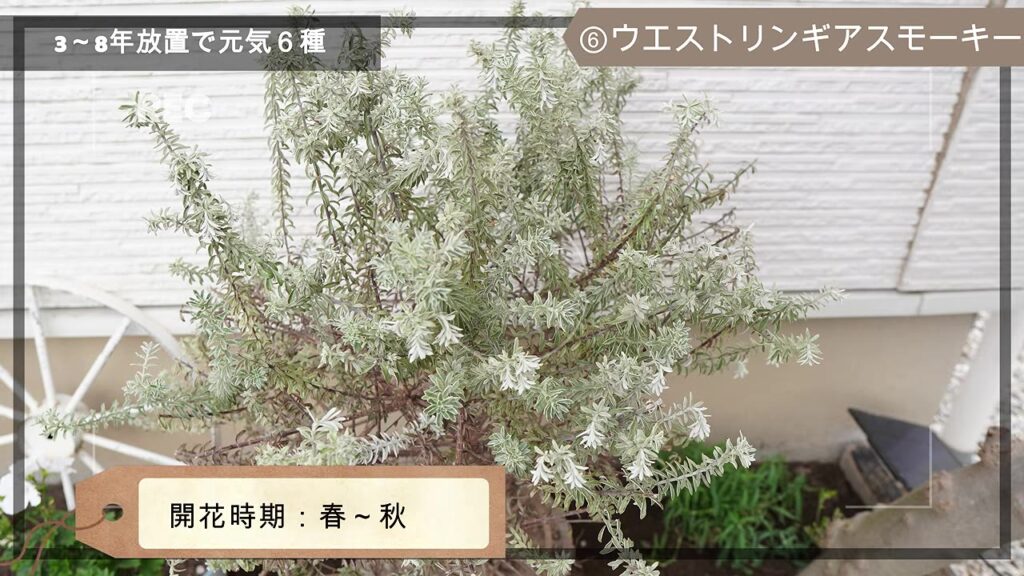 シルバーっぽい葉っぱのウエストリンギア スモーキー