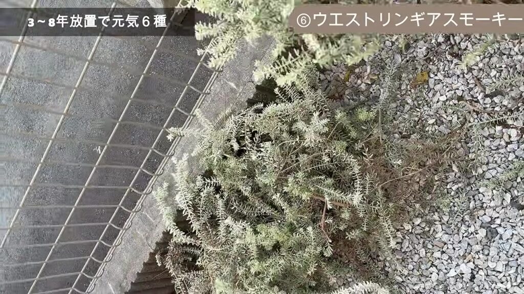 地植えで大きく広がったウエストリンギア