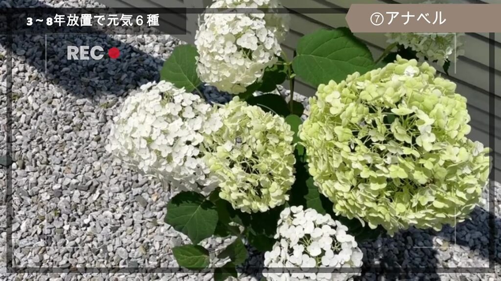 白とライムグリーンのアナベルの花