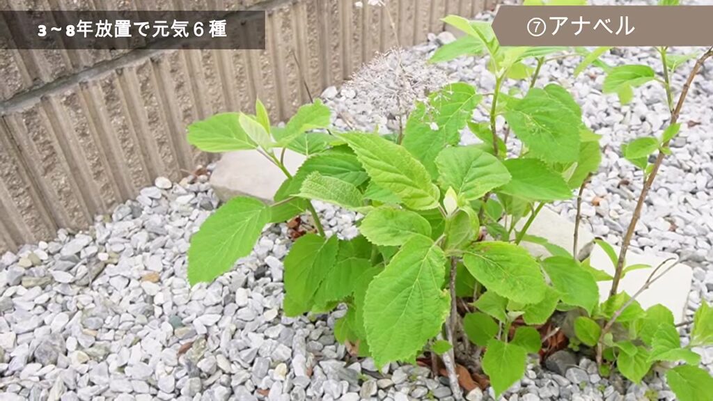 地植えでもちょうどいい高さのアナベルの葉