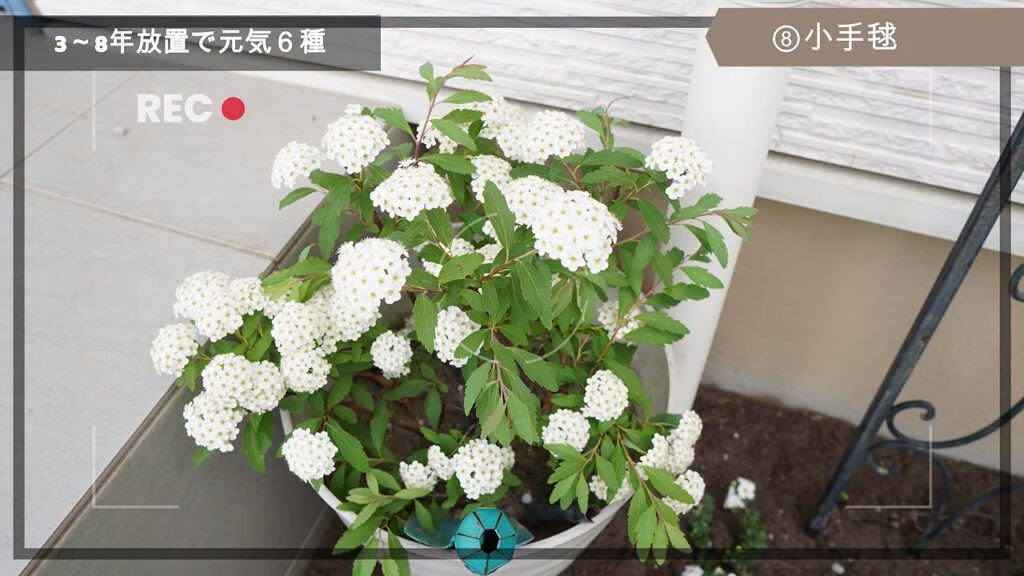 鉢植えで育てている白い小手毬