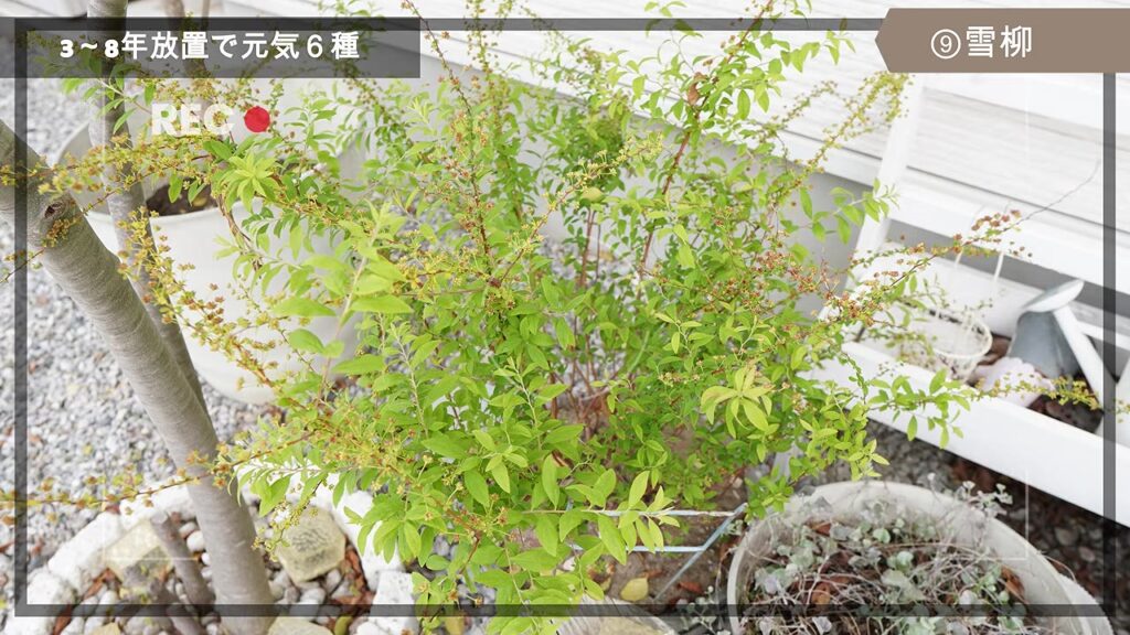 花が咲いていない時期も緑が綺麗な雪柳