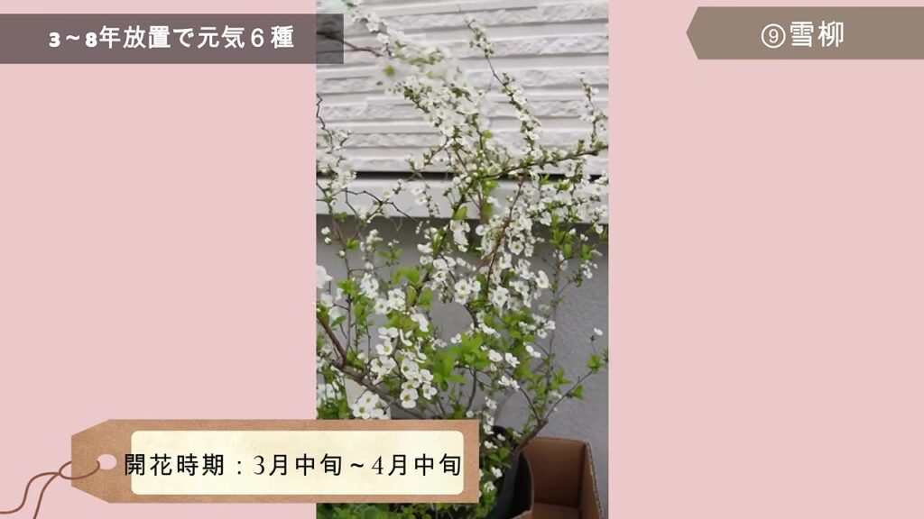 白い小さな花が咲く雪柳