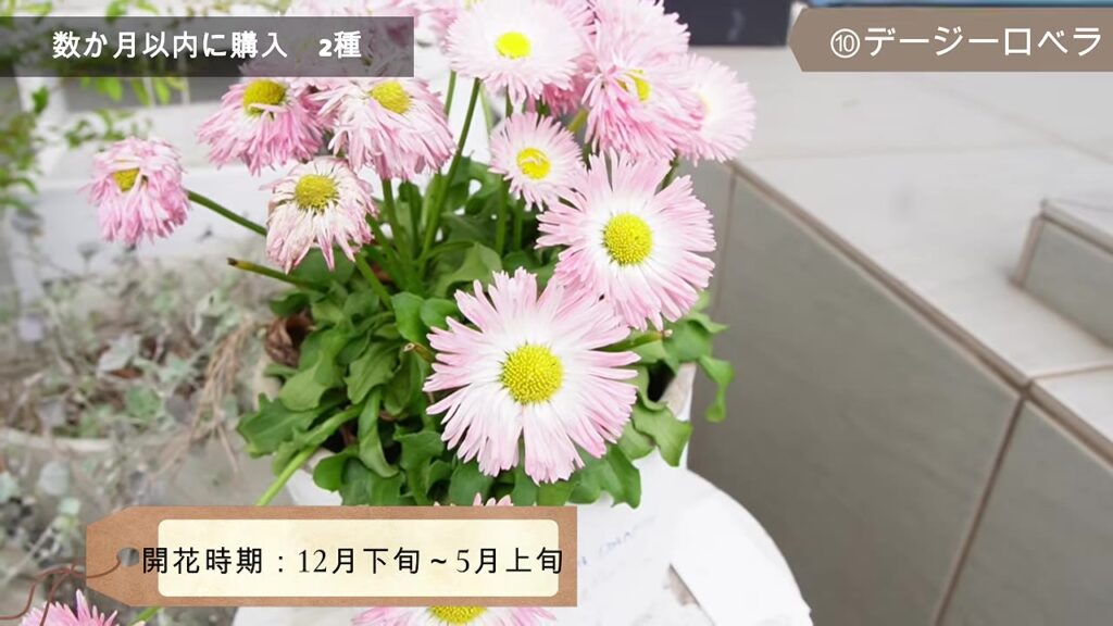 開花時期12月下旬から5月上旬のデージーロベラ