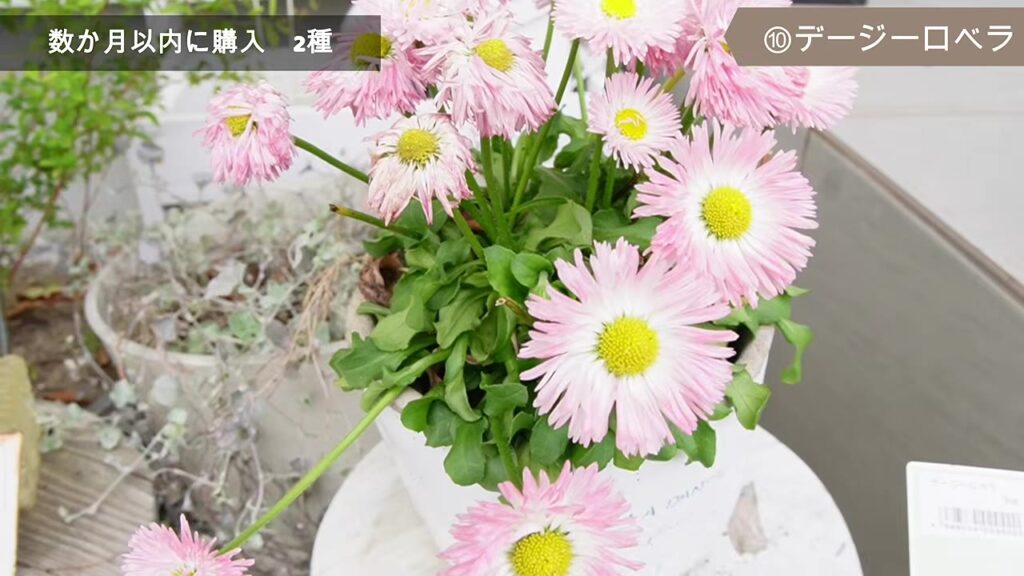 ピンクのデージーロベラの花