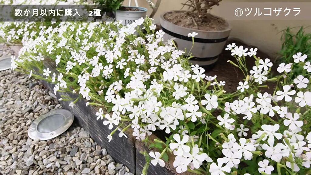 白い小さな花がぎっしり咲くツルコザクラの花壇