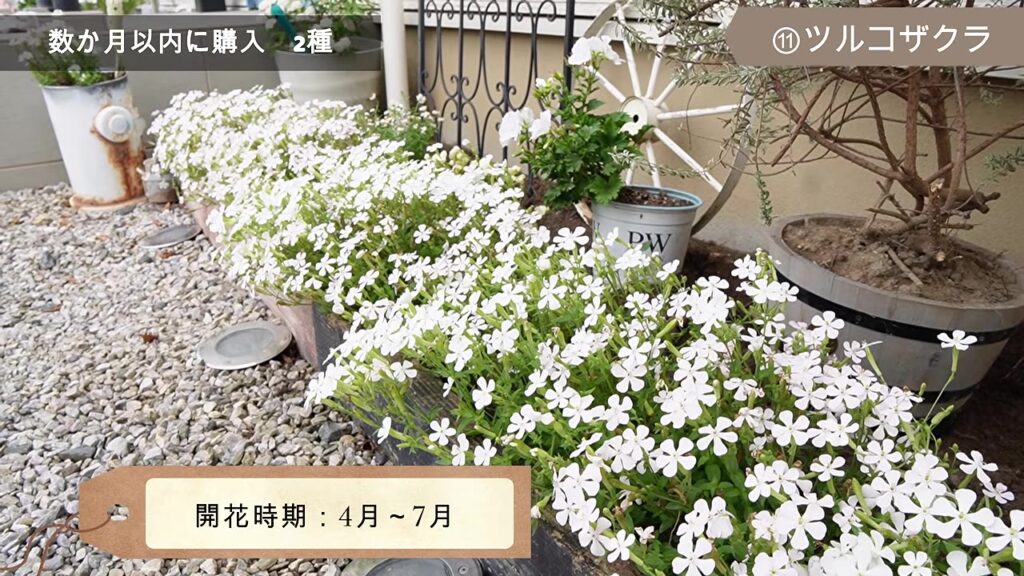 開花時期4月から7月のツルコザクラ
