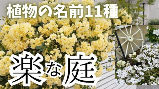 【ガーデニング初心者】ずぼら・ほったらかしでもOK！おしゃれな庭にしたい