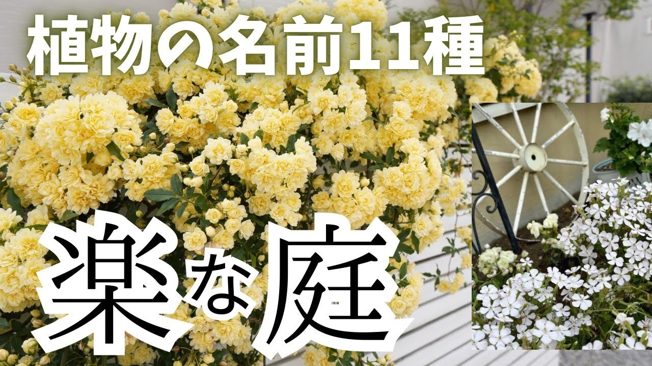 【ガーデニング初心者】ずぼら・ほったらかしでもOK！おしゃれな庭にしたい