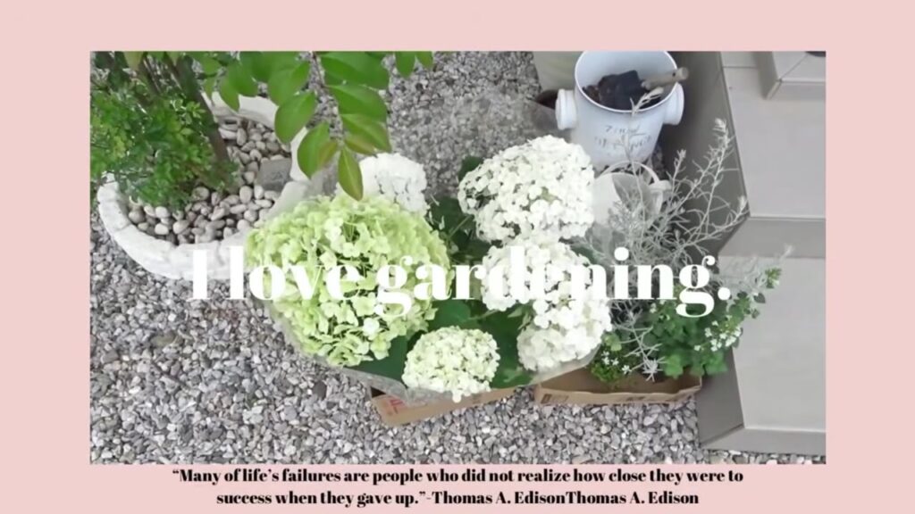 ちょびすけの庭のアナベルとシルバーリーフの植物