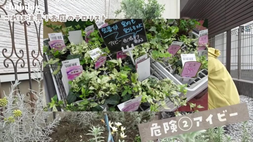 お花屋さんに並ぶアイビーの苗。庭に植えてはいけない植物として店員さんに教えてもらった