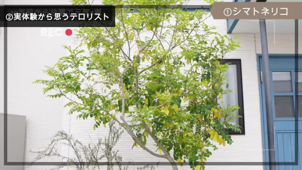 我が家のシンボルツリー、シマトネリコ