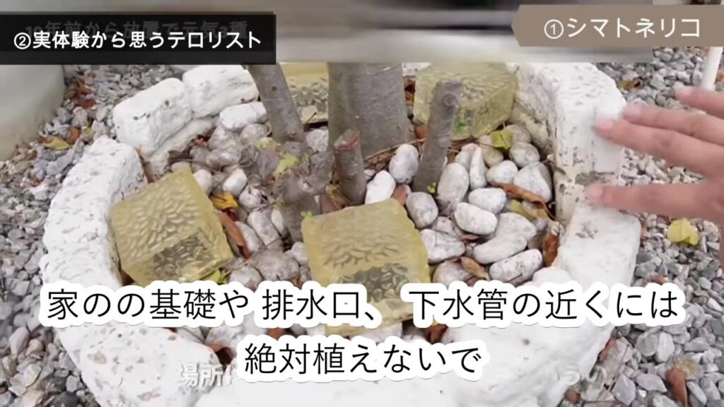 シマトネリコの根元。白いブロックで囲んだ花壇