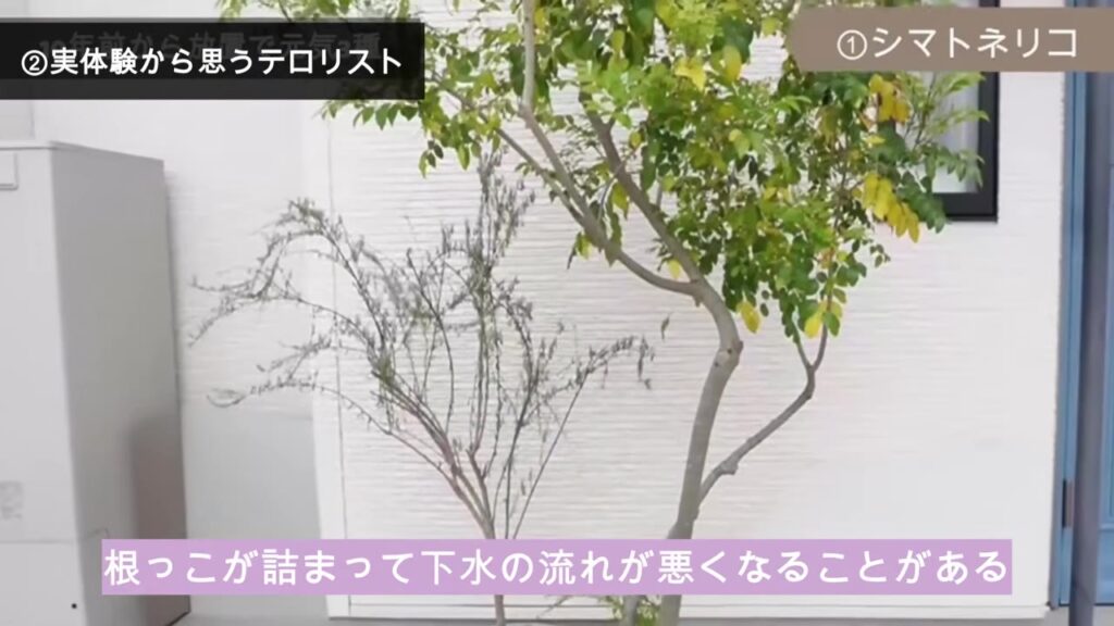 シマトネリコ。根っこが下水管に詰まることがあると視聴者さんが教えてくれた