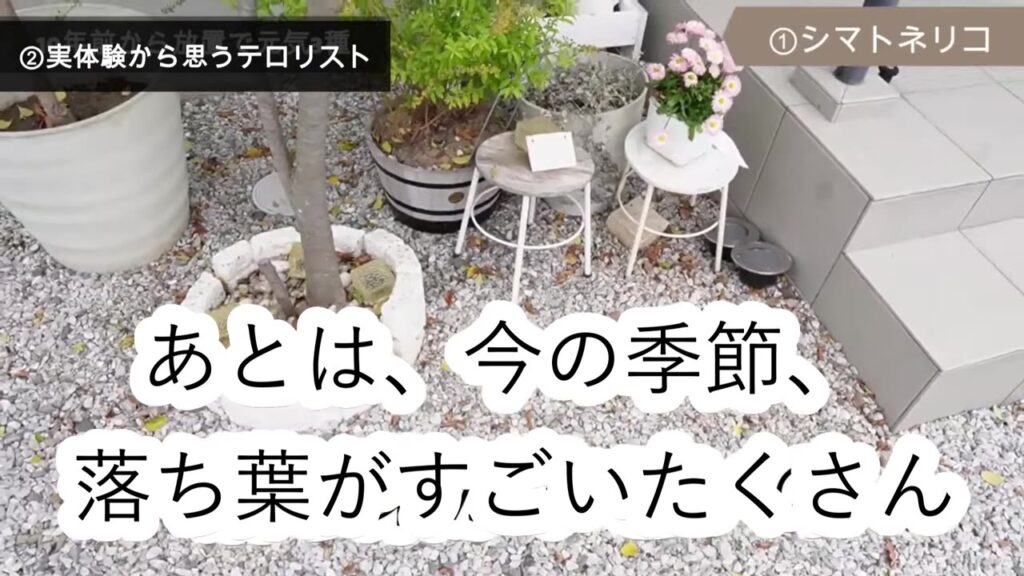 シマトネリコの下にたくさん落ちた落ち葉