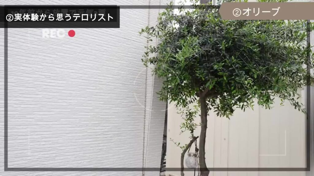 我が家のオリーブの木。10年でどんどん大きくなった