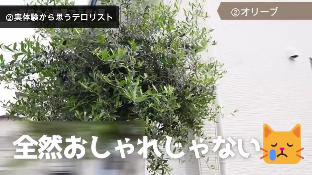 大きくなりすぎてぼさぼさになったオリーブ