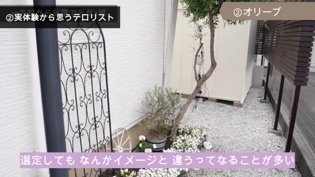 フェンス横で枝が伸びたオリーブの木
