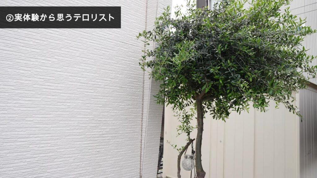 こんもり茂った我が家のオリーブ