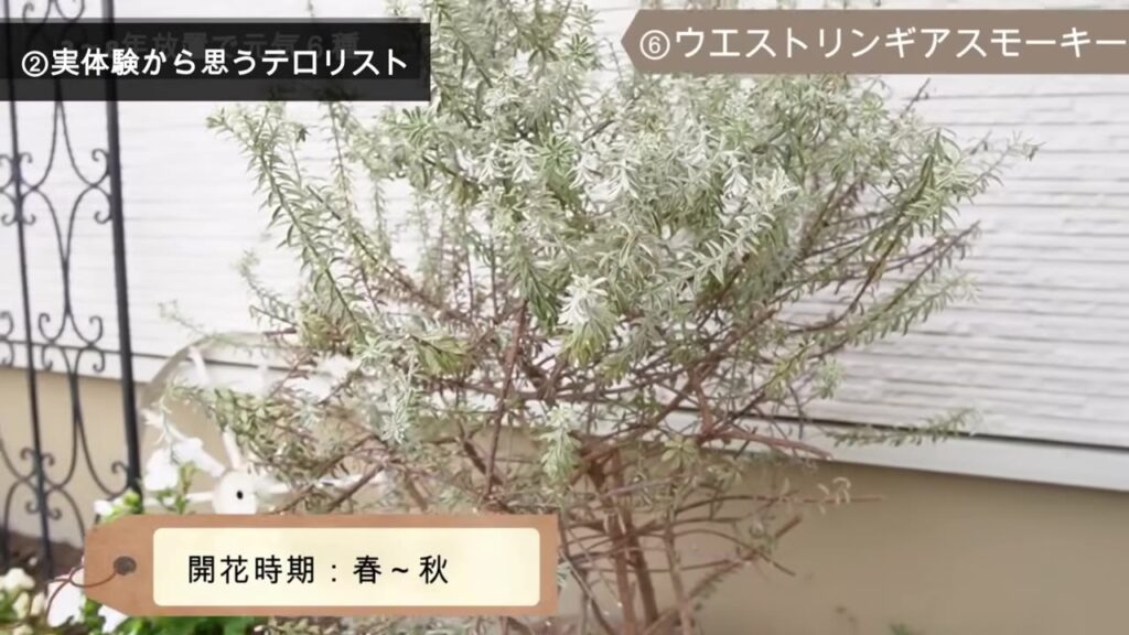 ウエストリンギア スモーキー。シルバーっぽい葉っぱの低木