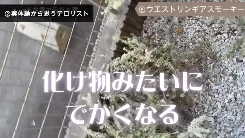 地植えで化け物みたいに大きくなったウエストリンギア