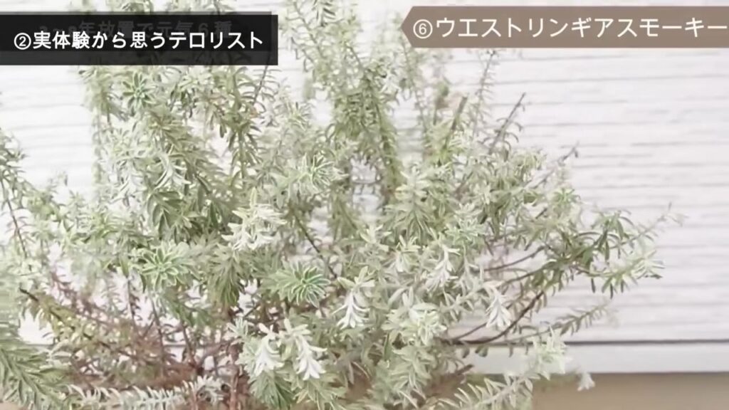 シルバーリーフがおしゃれなウエストリンギアの葉
