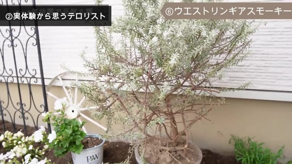 地植えから鉢植えに移したウエストリンギア