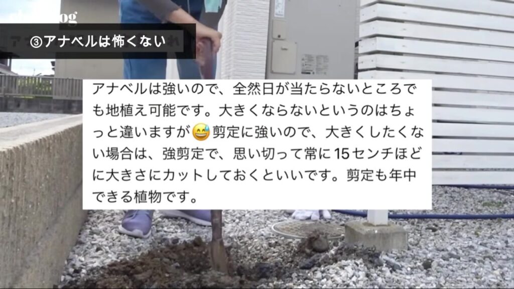 アナベルは剪定に強いと教えてくれた視聴者さんのコメント