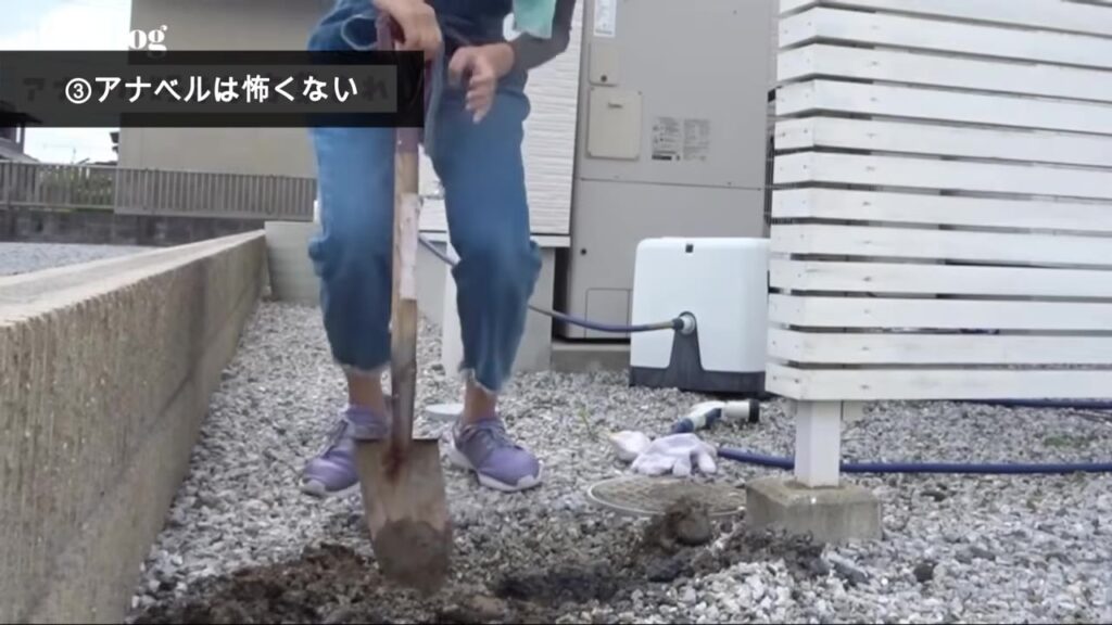 アナベルを植えるために庭をスコップで掘る様子