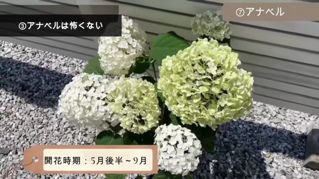 白とライムグリーンのアナベルの花。開花時期は5月後半〜9月