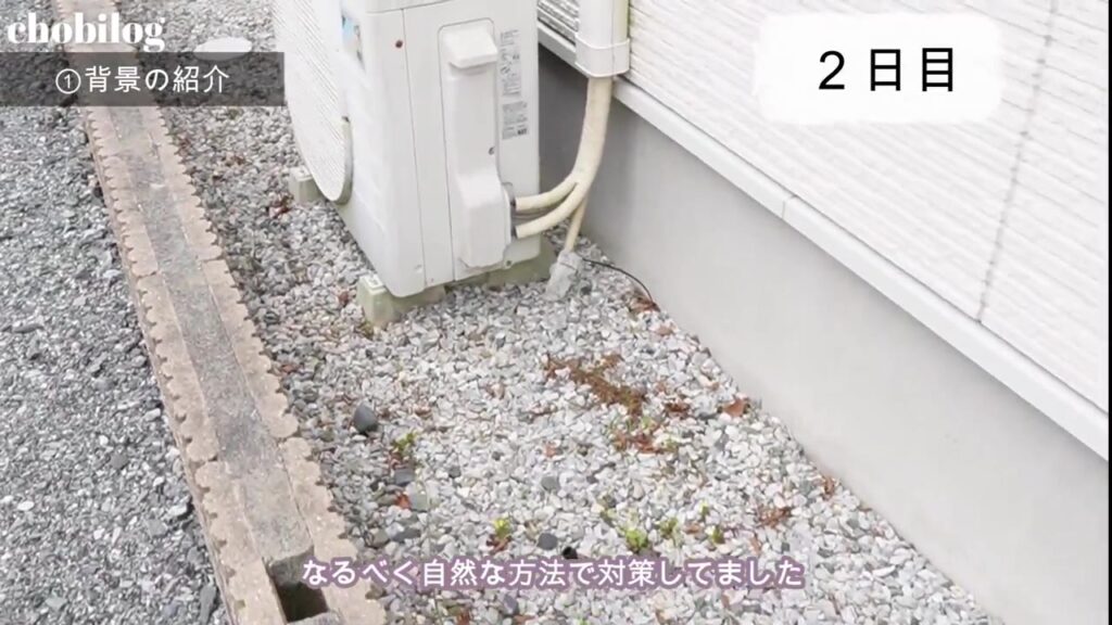 砂利の間から生えてきた雑草