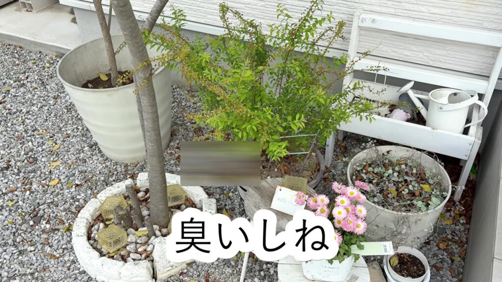 猫のフン被害に悩んでいた我が家の庭の鉢植え